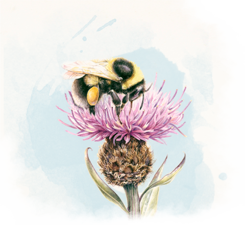 Bee sitting on a thistle